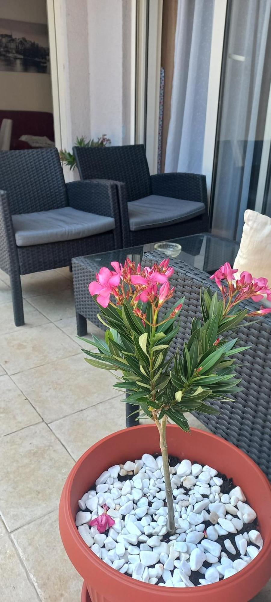 Apartment Morska Oaza Budva